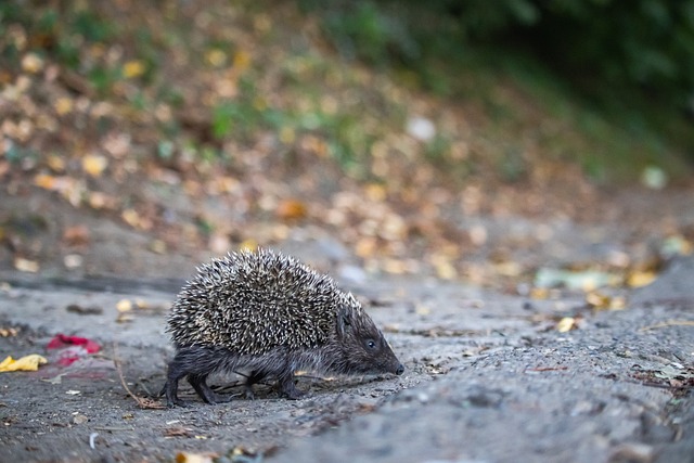 引发了球迷 引发了球迷
