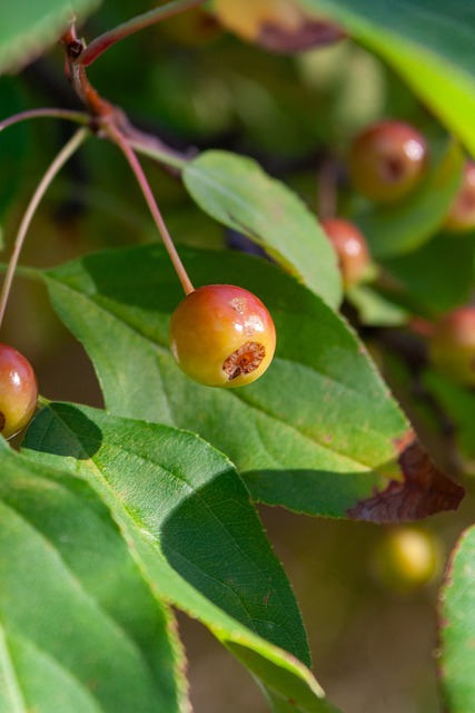 冠奪冠概率 冠奪冠概率